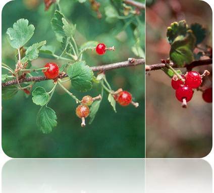Currant or Gooseberry